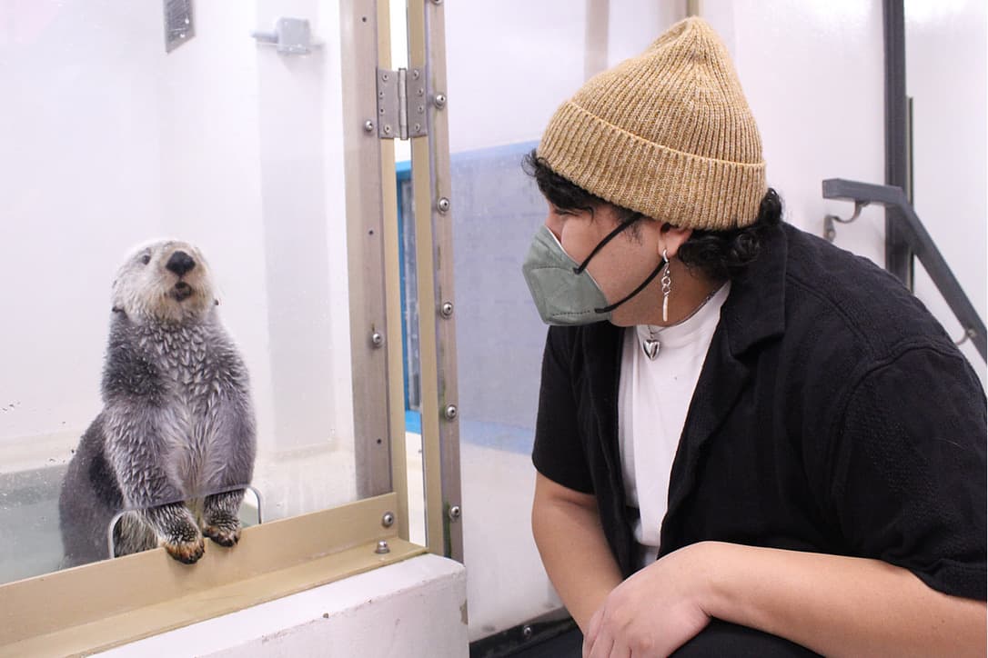 Ray looking at a sea otter through aquarium glass